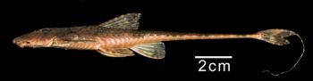 Media type: image; Ichthyology 131521